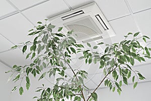 Closeup cassette Air Conditioner on ceiling in modern light office or apartment with green ficus plant leaves. Indoor