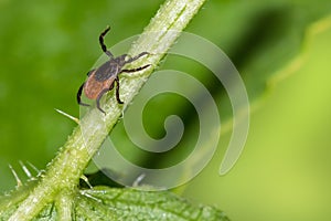Closeup of castor bean tick climbing up a green stem. Ixodes ricinus