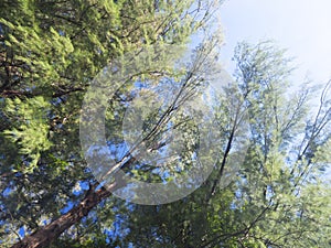 Closeup of casuarina trees and leaves