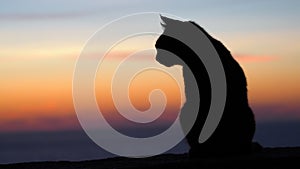 Closeup of a cat on a beach during the sunset