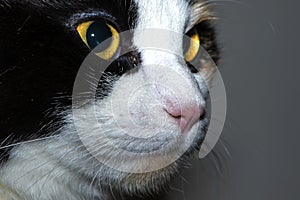 Closeup of a cat with black-white head and yellow sclera
