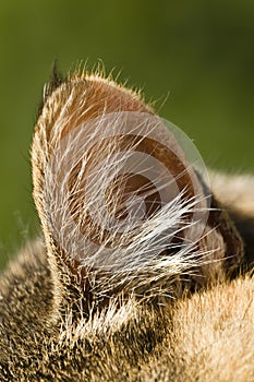 Closeup of a cat ear