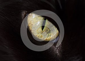 Closeup of Cat eye