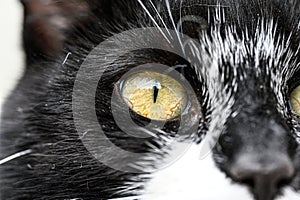 closeup of a cat eye an snout