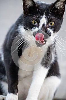 closeup of a cat licking its nose