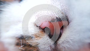 Closeup of cat nose skin and mouth.