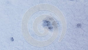 Closeup of cat`s paw footprint into clean white snow surface with deep small round spots of melting water. Abstract background