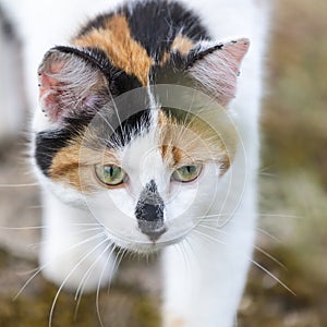 Closeup on cat walking slowly