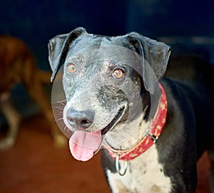 Closeup of a Catahoula dog