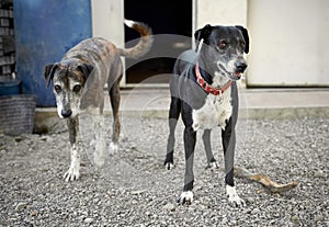 Closeup of Catahoula dogs