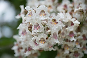 Closeup of catalpa tree blossoms in summer