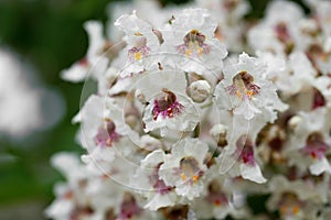 Closeup of catalpa tree blossoms in summer