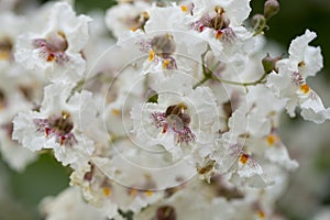 Closeup of catalpa tree blossoms in summer