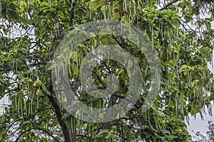 Closeup of a Catalpa Tree with Seed Pods