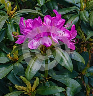 Closeup of Catawba Rhododendron Flowers