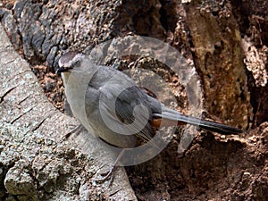 Closeup of a catbird perching on a tree bark