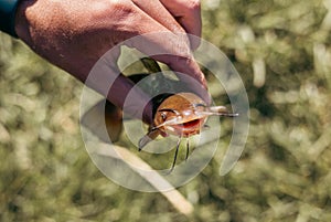 catch of one river or lake little fish, little catfish in man hand sunny day outdoor on water natural background