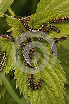 Closeup on caterpillar aggregation of the small tortoiseshell butterfly, Aglais urticae