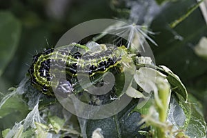 Closeup on the caterpillar of the Box Tree Moth, Cydalima perspectalis, a pest for Buxus gardens