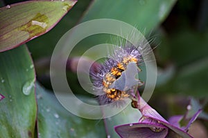 Closeup of a caterpillar in a garden with long setae hairs on a green dewdrop-covered leaf.