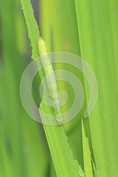 Closeup of a caterpillar or larva of a angle shades moth Phlogophora meticulosa