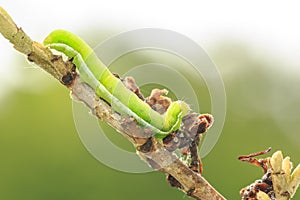 Closeup of a caterpillar or larva of a angle shades moth Phlogophora meticulosa