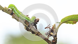 Closeup of a caterpillar or larva of a angle shades moth Phlogophora meticulosa