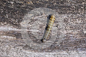 Closeup of a caterpillar or larva of a Orthosia cruda, the small Quaker moth photo