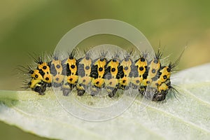 Closeup on a caterpillar of the small emperor moth, Saturnia pavonia on a Willow, Salix leaf