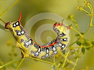 Closeup caterpillar of Spurge hawk moth eats flowers of Euphorbia stepposa photo