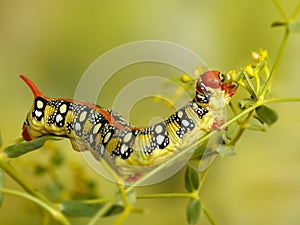 Closeup caterpillar of Spurge hawk moth eats flowers of plant photo