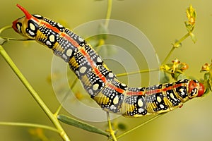 Closeup caterpillar of Spurge hawk moth has warning coloration photo