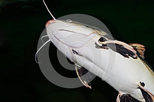 Closeup of a catfish