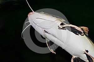Closeup of a catfish photo