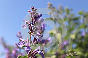 Closeup of a catmint flower against a blue sky