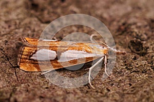 Closeup of Catoptria pinella small crambidae moth on the ground with blurred background