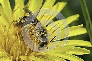 Closeup on a Catsear mining bee, Andrena humilis collecting pollen from a yellow dandelion flower, Taraxacum officinale