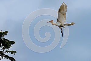 Closeup of a Cattle Egret bird flying in a cloudy sky