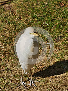 Closeup of a cattle egret in Omaha's Henry Doorly Zoo and Aquarium in Omaha Nebraska