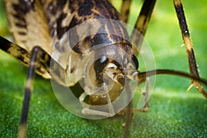 Closeup Cave Cricket