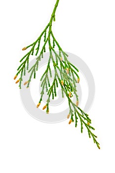 Closeup of Cedar Branch