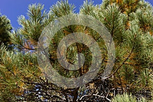 Closeup Cedar, Pine Needles Tree In Forest. Plant Produces Nuts, Essential Oil Or used For