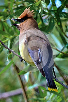 Closeup of a Cedar Waxwing bird singing