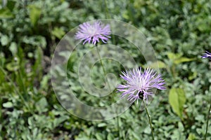Centaurea bella with light violet flowers