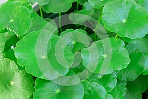 Closeup Centella asiatica or gotu kola in the pot, ayurveda herb