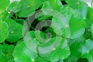 Closeup Centella asiatica or gotu kola in the pot, ayurveda herb photo