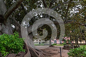 Closeup of the centenary rubber tree Ficus macrophylla in Marechal Carmona Park in Cascais.