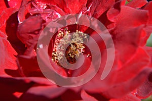 Closeup center parts of rose showing pistil stamen stigma filaments