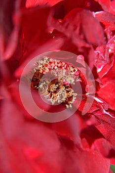 Closeup center red rose showing pistil stamen stigma filaments