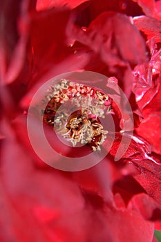 Closeup center red rose showing pistil stamen stigma filaments photo